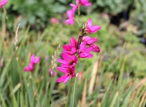 Ixia 'Mabel' - Ixia 'Mabel'
