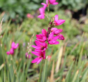 Ixia 'Mabel' - Ixia 'Mabel'