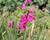 Ixia 'Mabel'