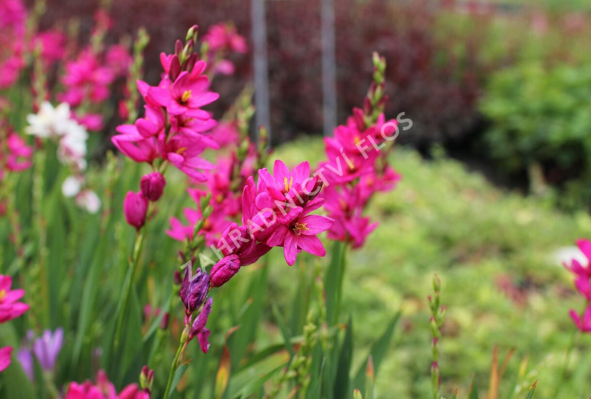 Ixia 'Venus' - Ixia 'Venus'