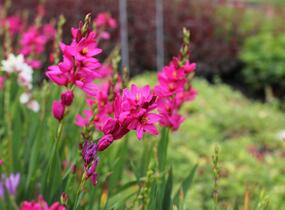 Ixia 'Venus' - Ixia 'Venus'