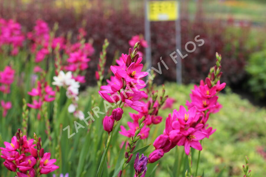 Ixia 'Venus' - Ixia 'Venus'