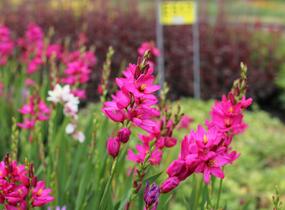 Ixia 'Venus' - Ixia 'Venus'