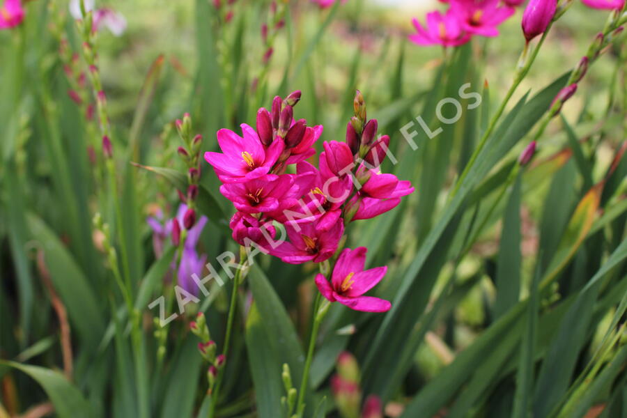 Ixia 'Venus' - Ixia 'Venus'