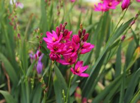 Ixia 'Venus' - Ixia 'Venus'