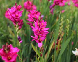 Ixia 'Venus'