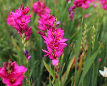 Ixia 'Venus'