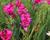 Ixia 'Venus'
