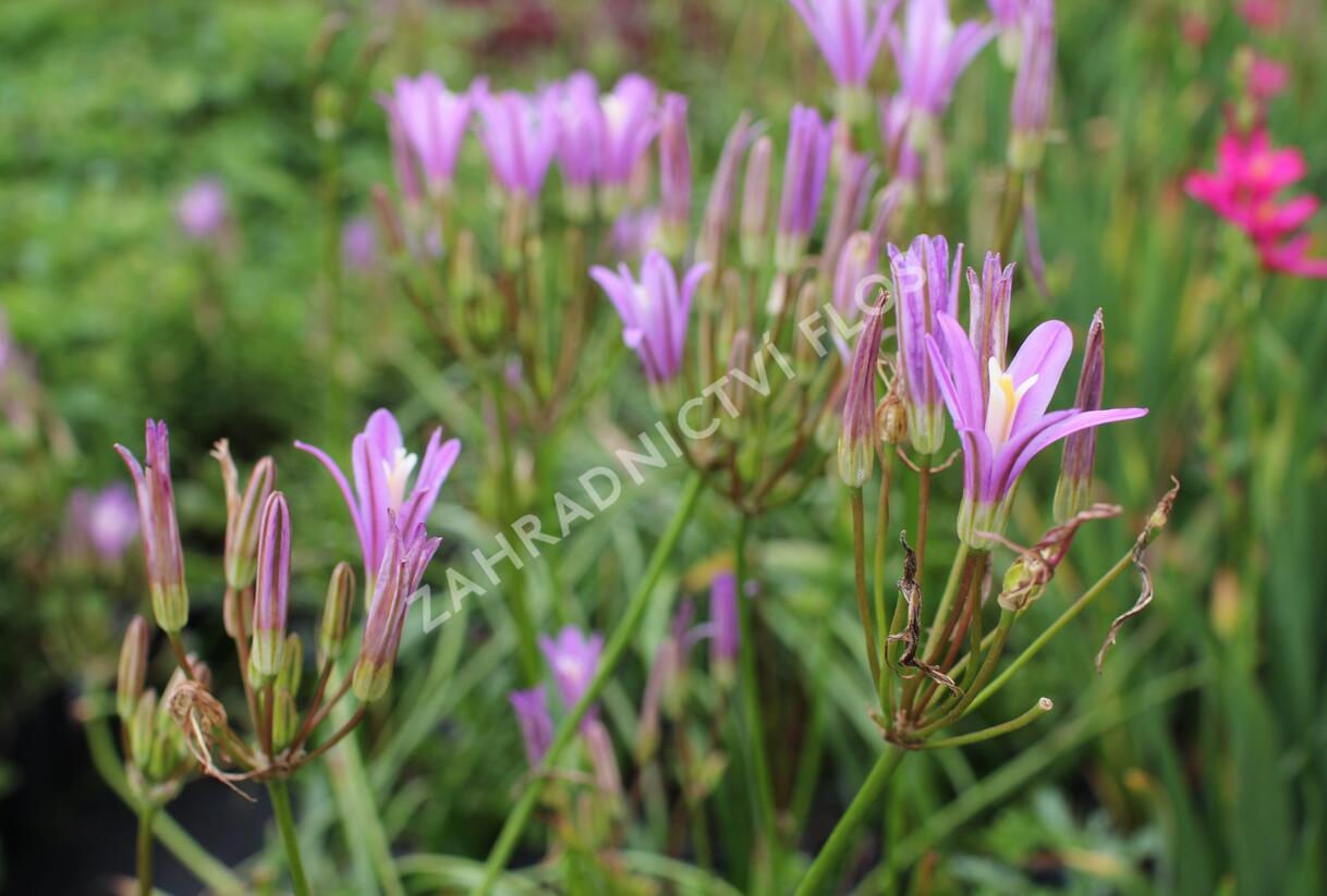 Brodea kalifornská 'Babylon' - Brodiaea californica 'Babylon'