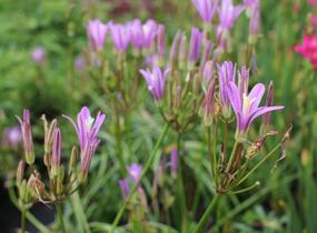 Brodea kalifornská 'Babylon' - Brodiaea californica 'Babylon'