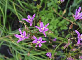 Brodea kalifornská 'Babylon' - Brodiaea californica 'Babylon'