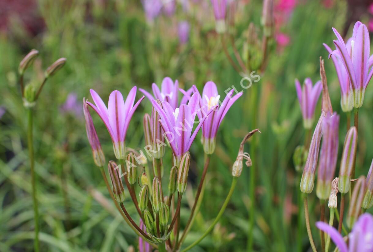 Brodea kalifornská 'Babylon' - Brodiaea californica 'Babylon'