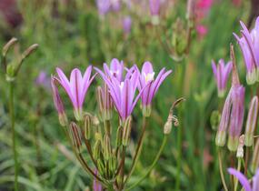 Brodea kalifornská 'Babylon' - Brodiaea californica 'Babylon'