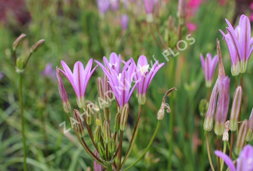 Brodea kalifornská 'Babylon' - Brodiaea californica 'Babylon'