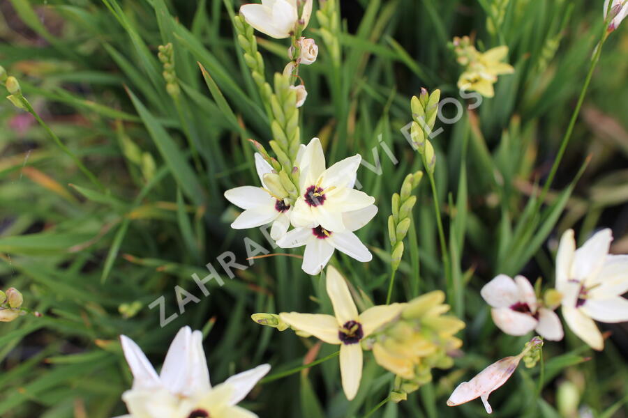 Ixia 'Giant' - Ixia 'Giant'