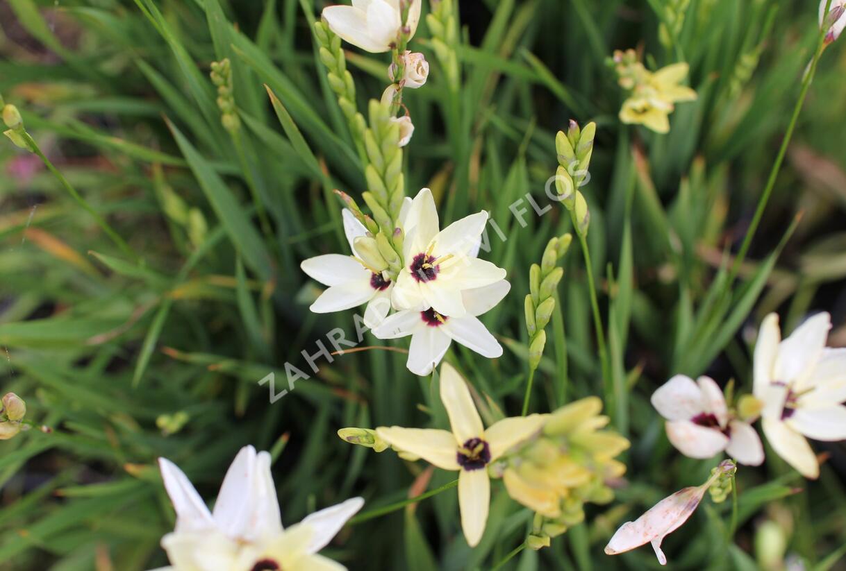 Ixia 'Giant' - Ixia 'Giant'