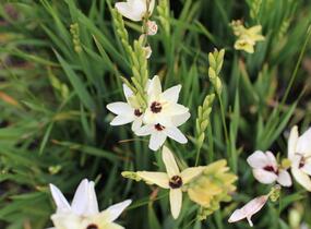 Ixia 'Giant' - Ixia 'Giant'