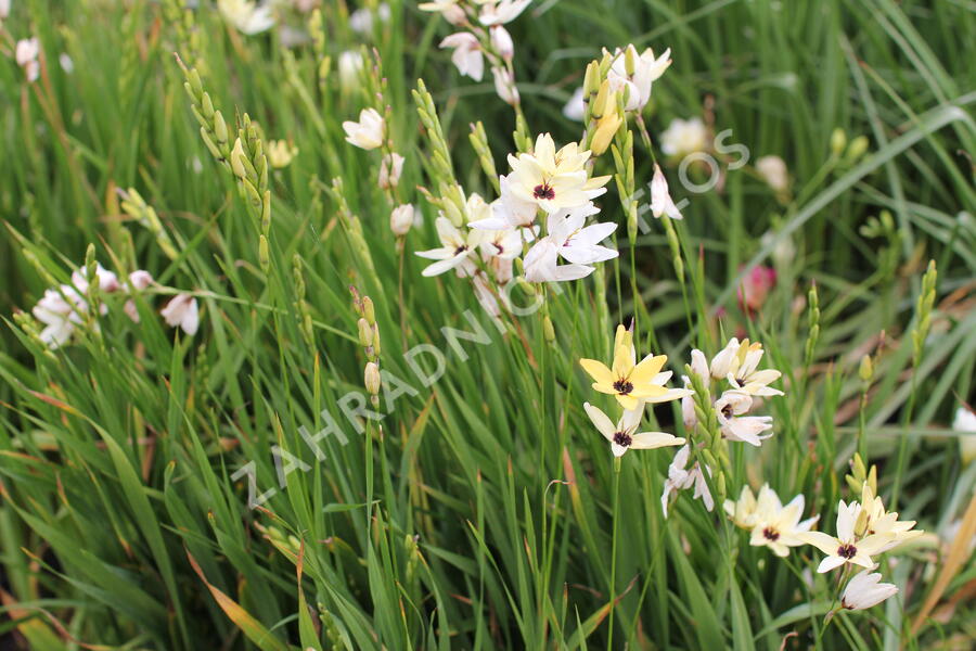 Ixia 'Giant' - Ixia 'Giant'