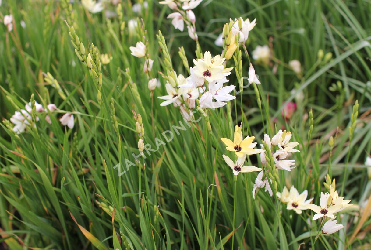 Ixia 'Giant' - Ixia 'Giant'