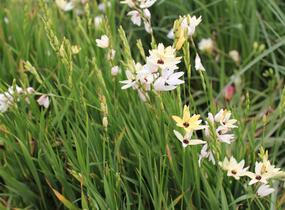 Ixia 'Giant' - Ixia 'Giant'