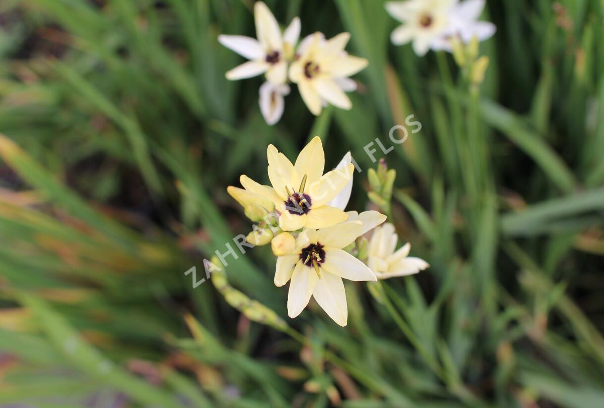 Ixia 'Giant' - Ixia 'Giant'
