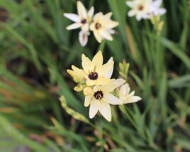 Ixia 'Giant'