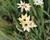 Ixia 'Giant'