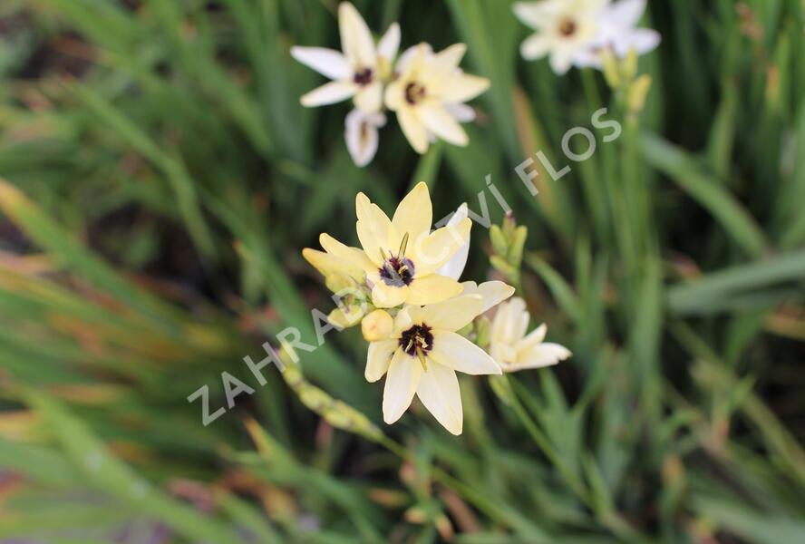 Ixia 'Giant' - Ixia 'Giant'
