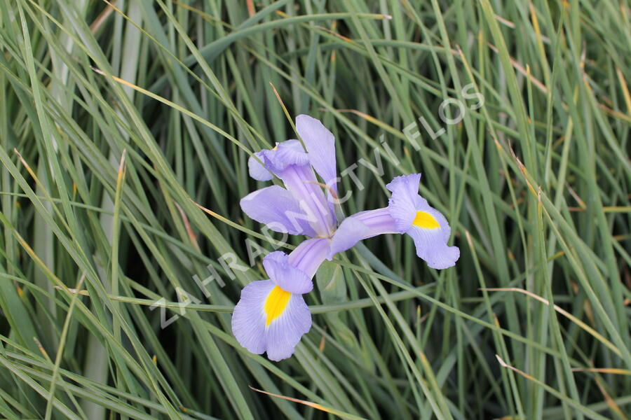 Kosatec 'Claire's Delight' - Iris hollandica 'Claire's Delight'