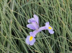 Kosatec 'Claire's Delight' - Iris hollandica 'Claire's Delight'