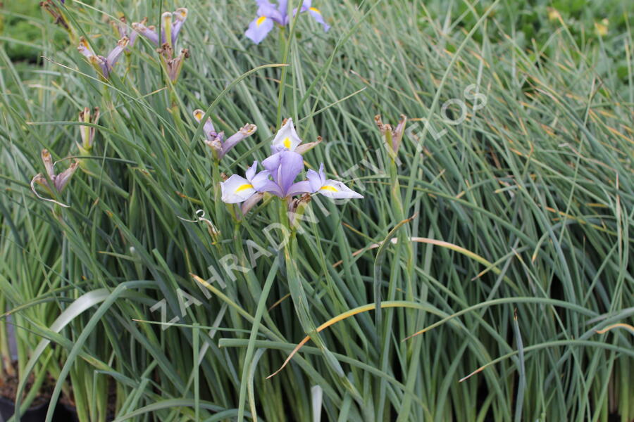 Kosatec 'Claire's Delight' - Iris hollandica 'Claire's Delight'
