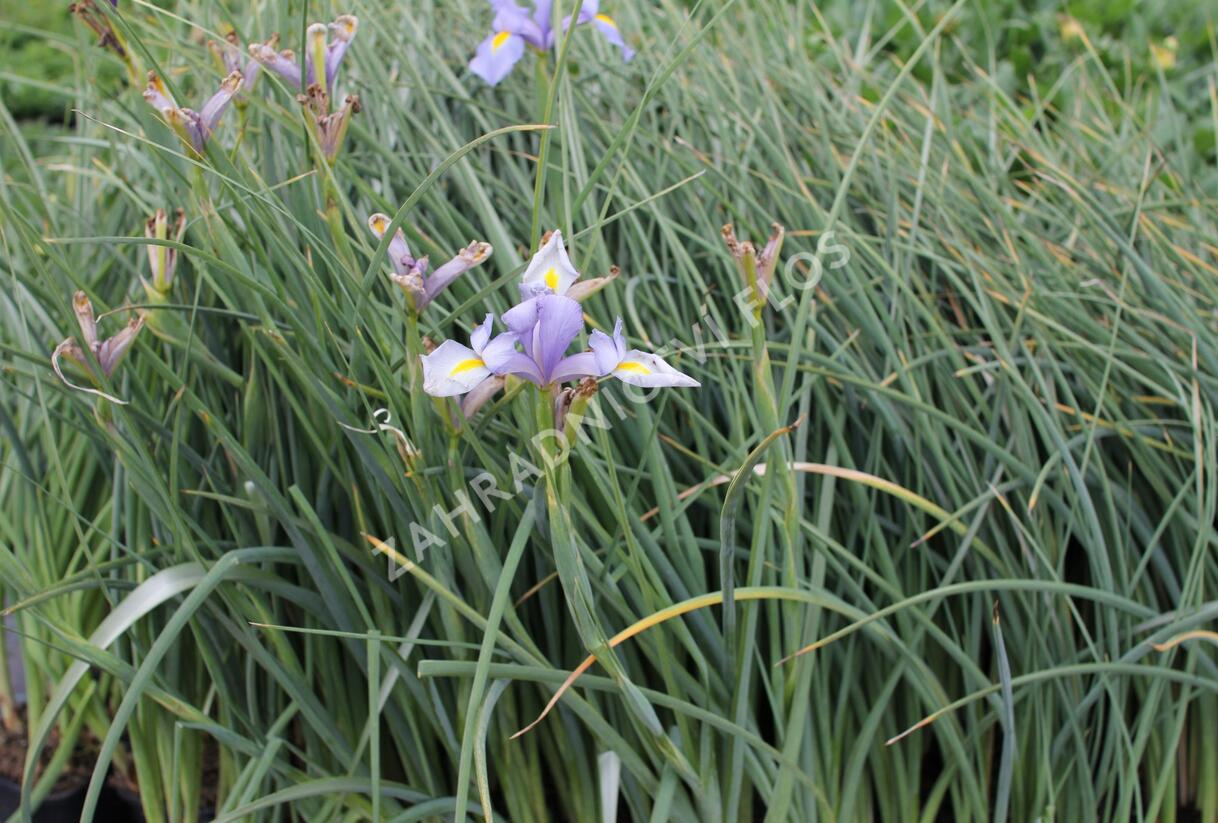 Kosatec 'Claire's Delight' - Iris hollandica 'Claire's Delight'