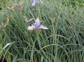 Kosatec 'Claire's Delight' - Iris hollandica 'Claire's Delight'