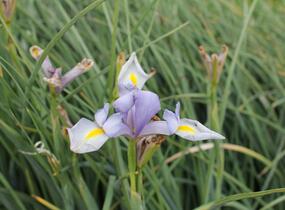 Kosatec 'Claire's Delight' - Iris hollandica 'Claire's Delight'
