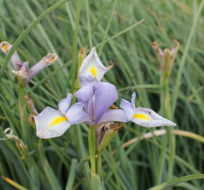 Kosatec 'Claire's Delight' - Iris hollandica 'Claire's Delight'