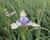 Kosatec 'Claire's Delight'