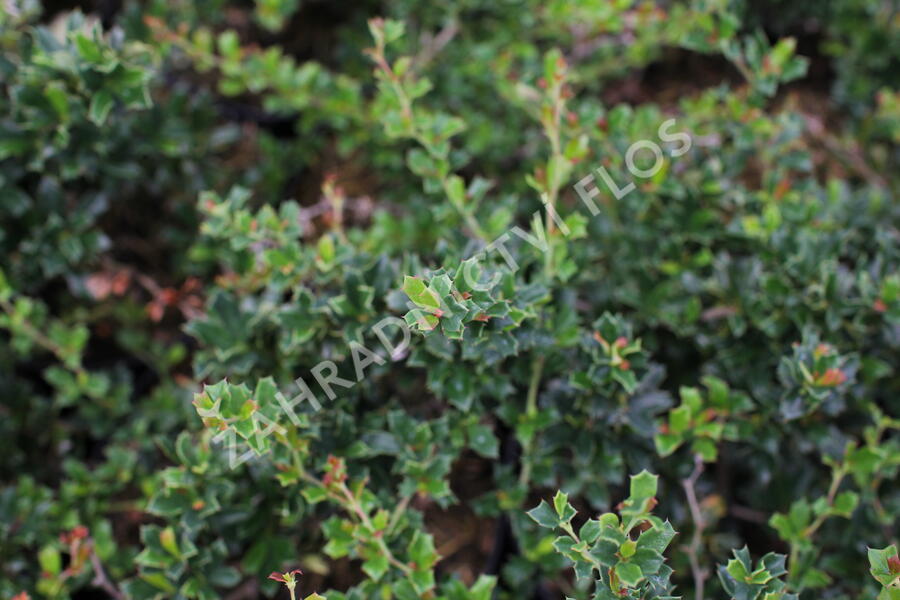 Dřišťál Darwinův 'Compact' - Berberis darwinii 'Compact'