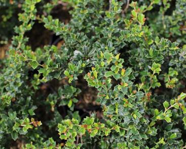 Dřišťál Darwinův 'Compact'