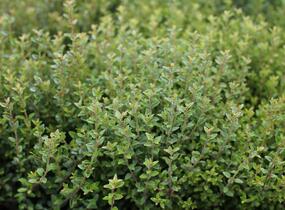 Zimolez lesklý 'Scoop' ('Chalons') - Lonicera nitida 'Scoop' ('Chalons')