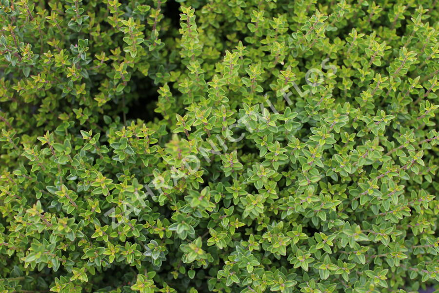 Zimolez lesklý 'Scoop' ('Chalons') - Lonicera nitida 'Scoop' ('Chalons')