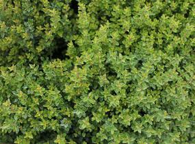 Zimolez lesklý 'Scoop' ('Chalons') - Lonicera nitida 'Scoop' ('Chalons')