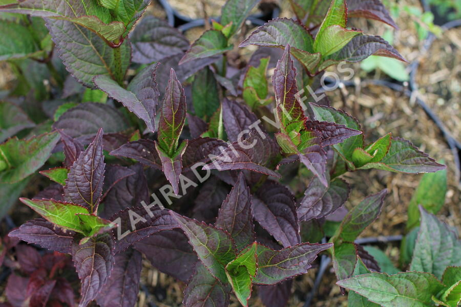 Hortenzie pilovitá 'Daredevil' - Hydrangea serrata 'Daredevil'