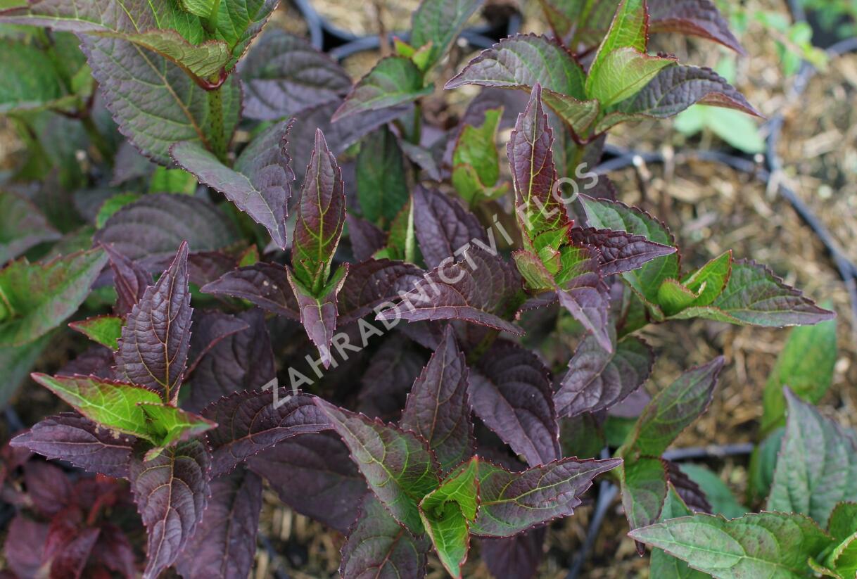 Hortenzie pilovitá 'Daredevil' - Hydrangea serrata 'Daredevil'