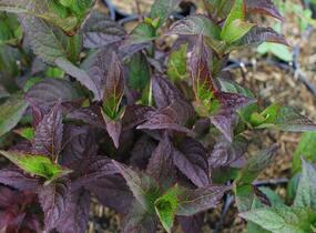 Hortenzie pilovitá 'Daredevil' - Hydrangea serrata 'Daredevil'