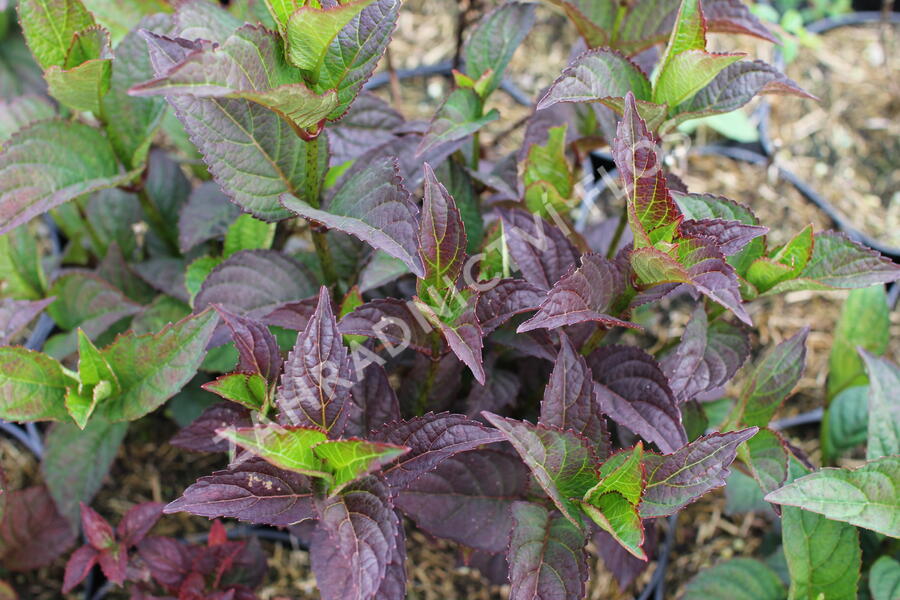 Hortenzie pilovitá 'Daredevil' - Hydrangea serrata 'Daredevil'