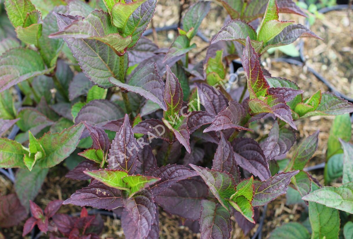 Hortenzie pilovitá 'Daredevil' - Hydrangea serrata 'Daredevil'