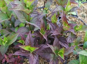 Hortenzie pilovitá 'Daredevil' - Hydrangea serrata 'Daredevil'