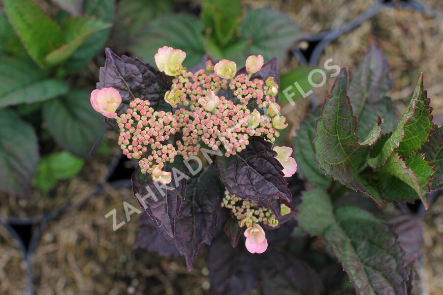 Hortenzie pilovitá 'Daredevil' - Hydrangea serrata 'Daredevil'
