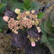 Hortenzie pilovitá 'Daredevil' - Hydrangea serrata 'Daredevil'