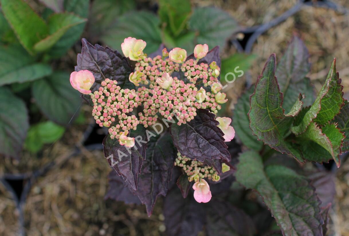 Hortenzie pilovitá 'Daredevil' - Hydrangea serrata 'Daredevil'